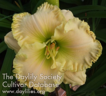 Daylily Lillian's Somewhere Between